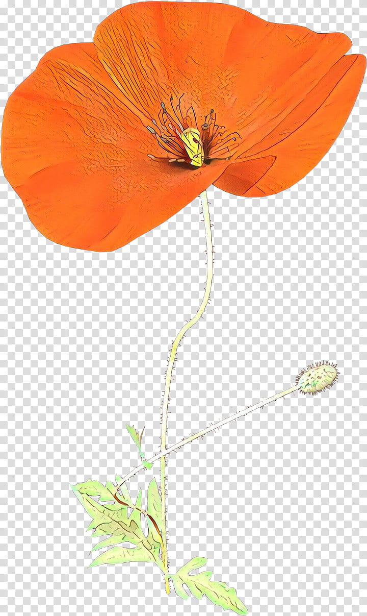 Orange, Cartoon, Flower, Eschscholzia Californica, Plant, Petal, Coquelicot, Poppy Family transparent background PNG clipart