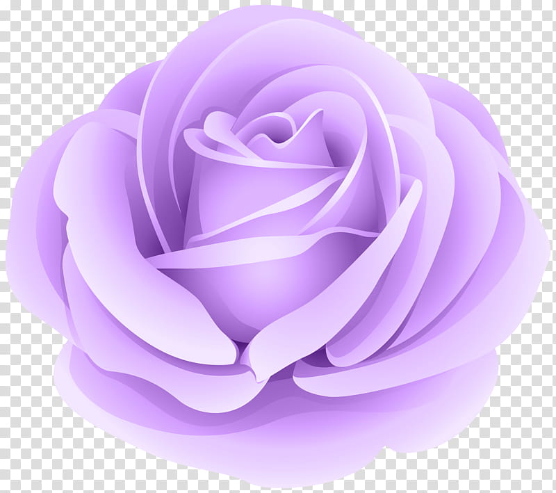 Pink Flower, Black Rose, Purple, Violet, Petal, Lilac, Lavender, Garden Roses transparent background PNG clipart