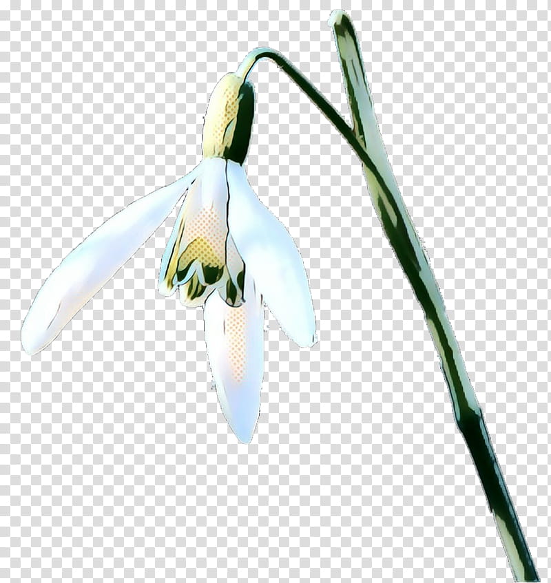 galanthus snowdrop flower plant flowering plant, Pop Art, Retro, Vintage, Summer Snowflake, Amaryllis Family transparent background PNG clipart
