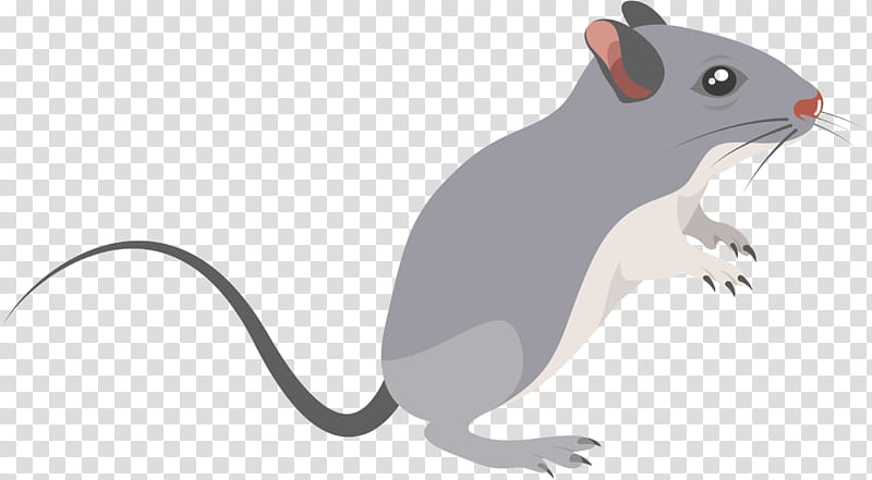Hamster, Gerbil, Whiskers, Computer Mouse, Snout, Animal, Rat, Muridae transparent background PNG clipart