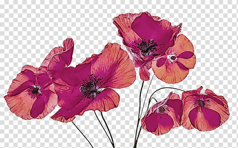 flower flowering plant petal pink purple, Violet, Cut Flowers, Oriental Poppy, Anemone transparent background PNG clipart