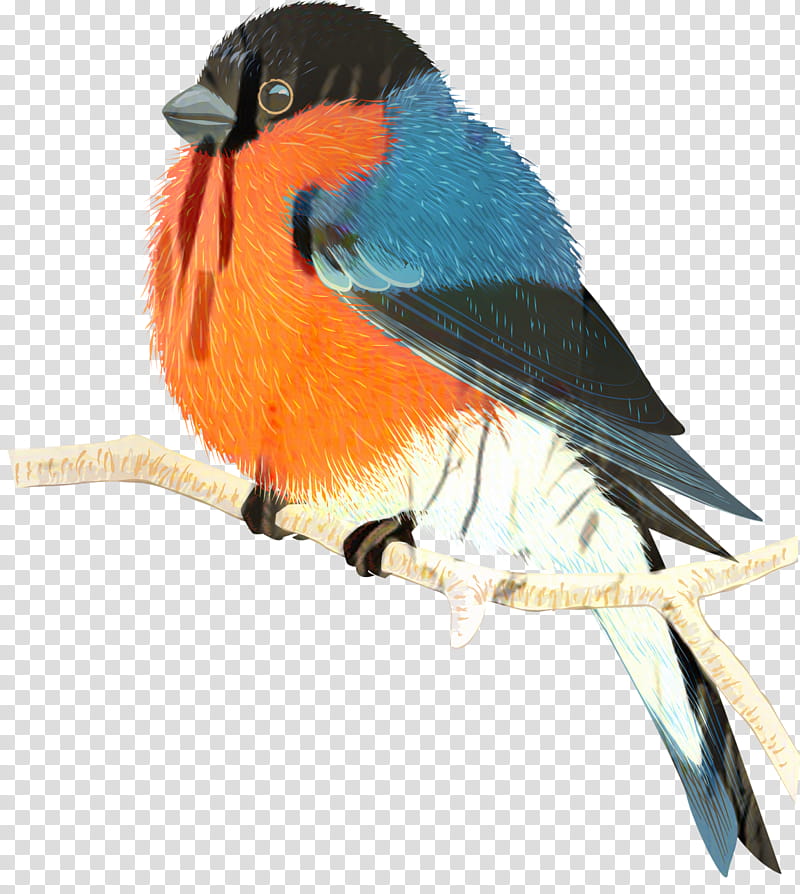 Bird, Finches, Eurasian Bullfinch, Sparrow, Budgerigar, House Sparrow, Beak, Drawing transparent background PNG clipart
