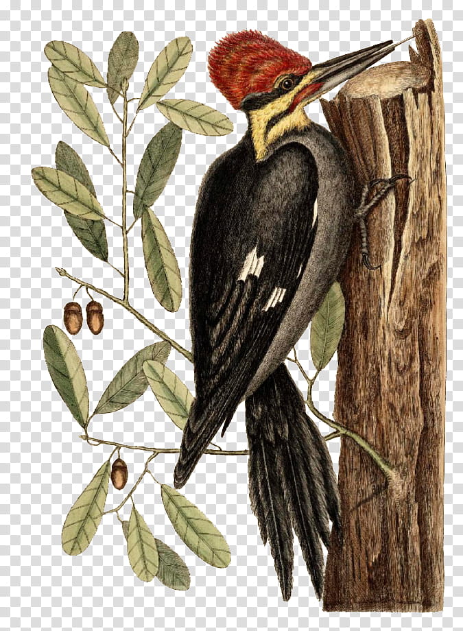Bird, woodpecker bird illustration transparent background PNG clipart