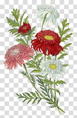 red and pink chrysanthemums transparent background PNG clipart