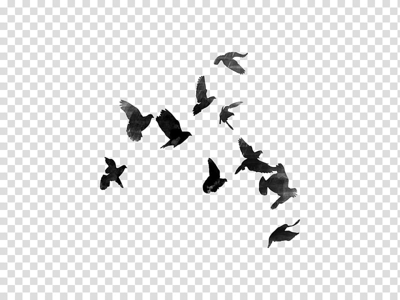 bird flock wing bird migration font, Blackandwhite, Animal Migration transparent background PNG clipart