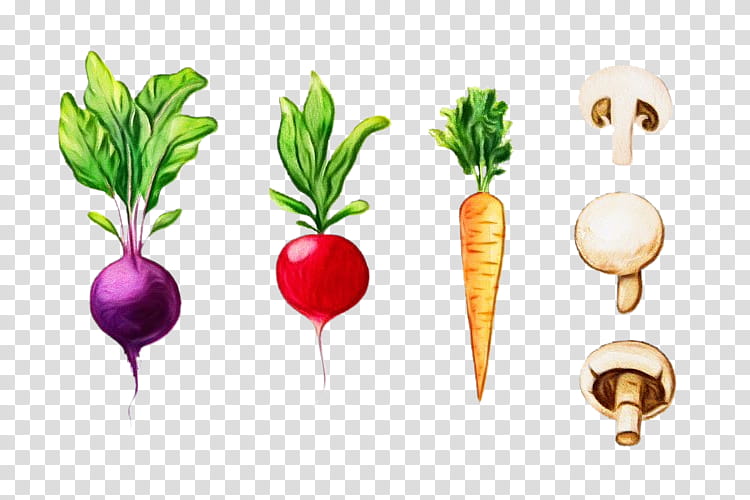 Watercolor Natural, Paint, Wet Ink, Food, Greens, Beetroot, Turnip, Radish transparent background PNG clipart