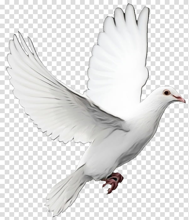 Dove Bird, Pigeons And Doves, Peace Symbols, Rock Dove, Holy Spirit, Tenor, White, Beak transparent background PNG clipart