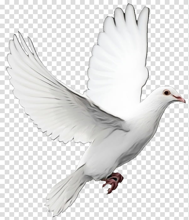 images of doves as the holy spirit