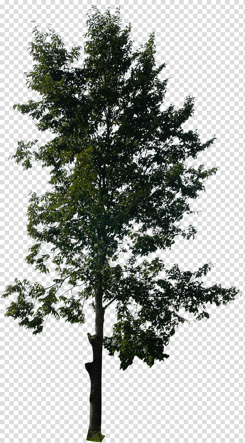Tree , green-leafed tree transparent background PNG clipart | HiClipart