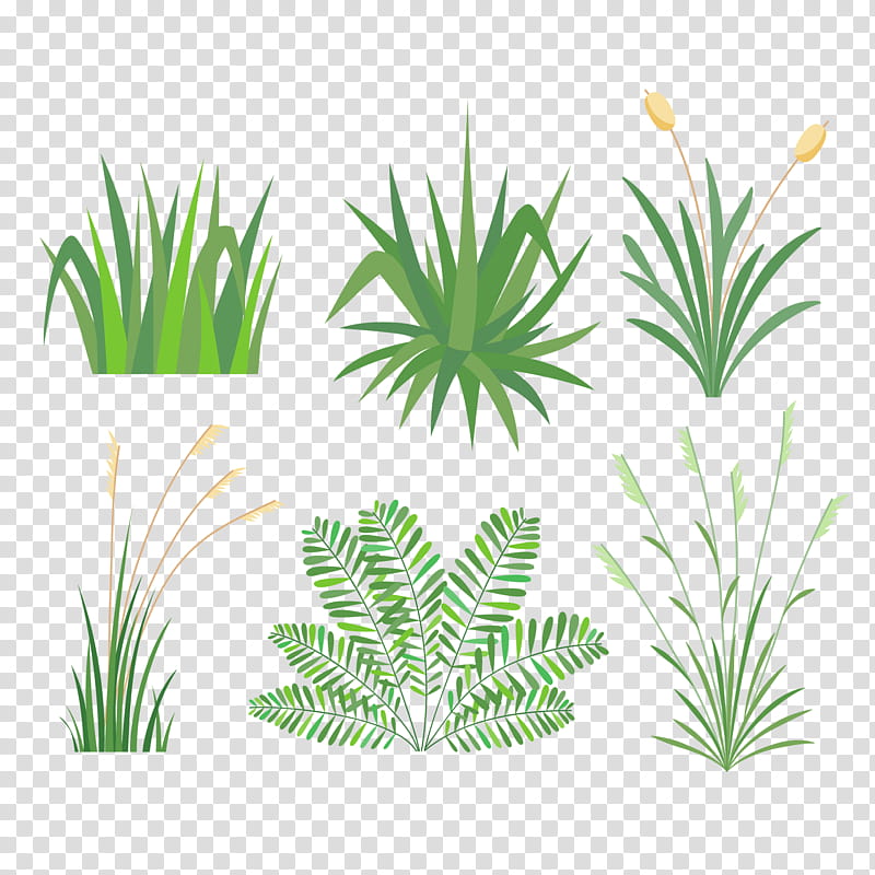 Cartoon Palm Tree, Flat Design, Grass, Plant, Aquarium Decor, Leaf, Grass Family, Arecales transparent background PNG clipart