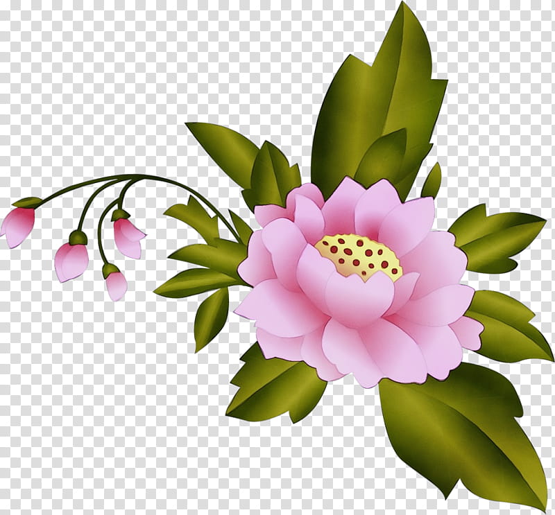 flower flowering plant plant petal pink, Watercolor, Paint, Wet Ink, Cut Flowers, Chinese Peony, Camellia Sasanqua transparent background PNG clipart