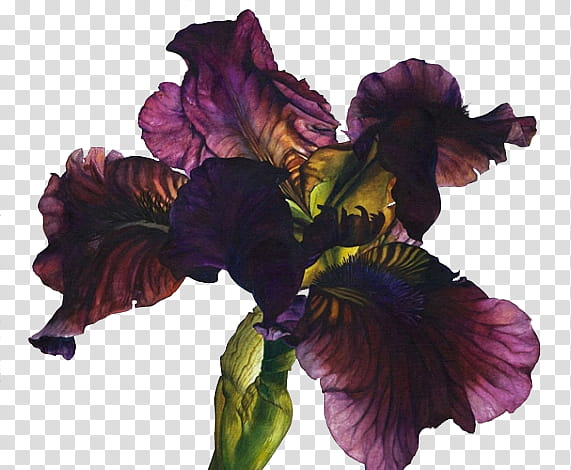 , purple and yellow iris art transparent background PNG clipart