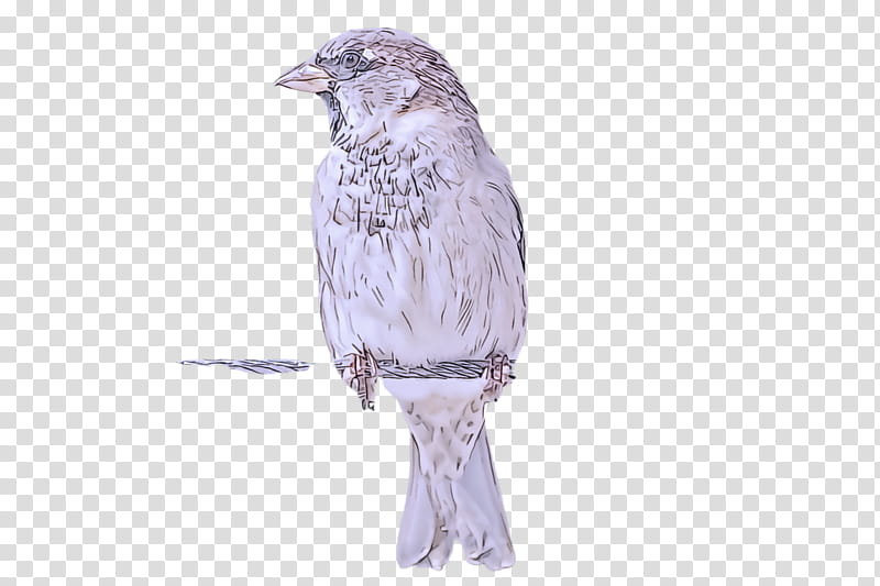 bird beak finch junco perching bird, Sparrow, Songbird transparent background PNG clipart