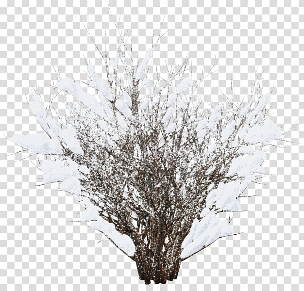 Winter Tree, Winter
, Gratis, Twig, Snow, Shrub, Dongzhi, Branch transparent background PNG clipart