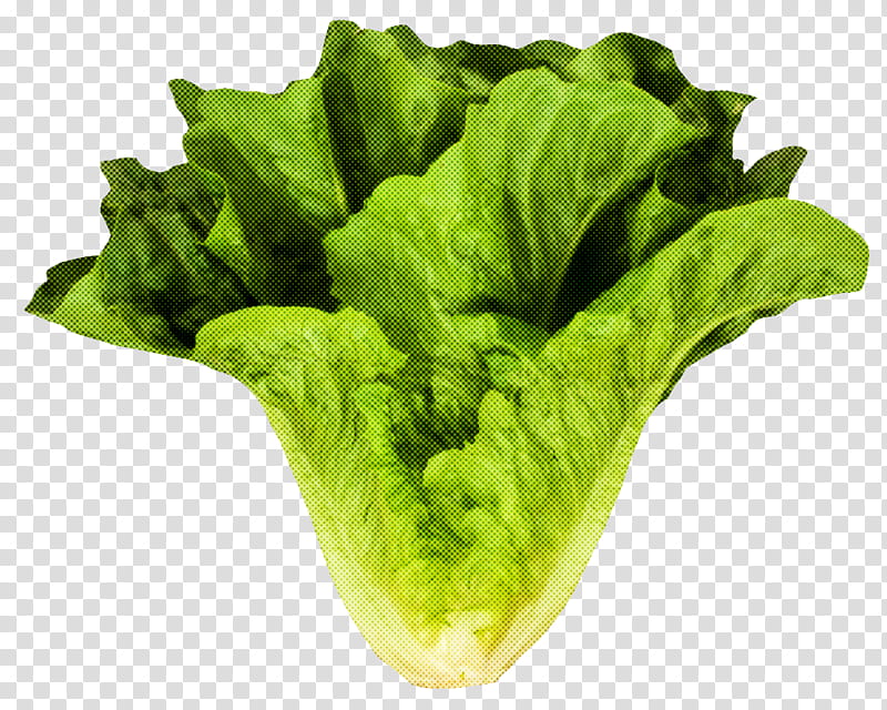 leaf vegetable vegetable lettuce romaine lettuce iceburg lettuce, Food, Red Leaf Lettuce, Plant transparent background PNG clipart