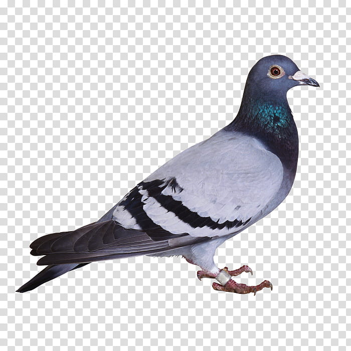 bird rock dove dove pigeons and doves beak, Dove, Leg transparent background PNG clipart