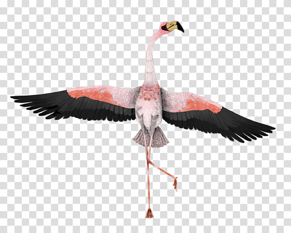 Street Dance, Flamingo, Greater Flamingo, Bird, Painting, Artist, Water Bird, Beak transparent background PNG clipart