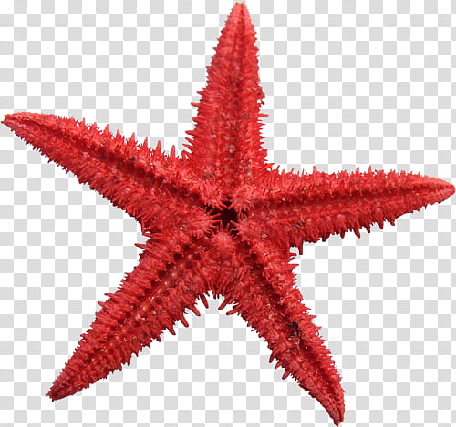 shells , red star fish illustration transparent background PNG clipart