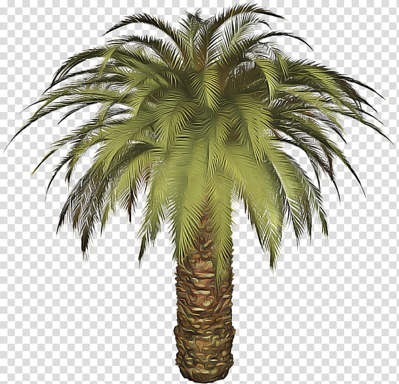 Palm tree, Plant, Arecales, Date Palm, Woody Plant, Attalea Speciosa, Desert Palm, Elaeis transparent background PNG clipart