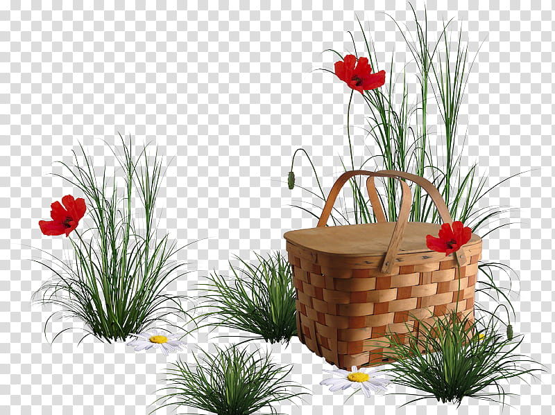 Floral Flower, Common Poppy, Flower Bouquet, Flowerpot, Plant, Grass, Houseplant, Grass Family transparent background PNG clipart