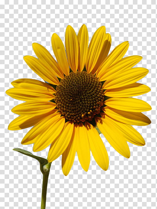 deep yellow sunflower transparent background PNG clipart