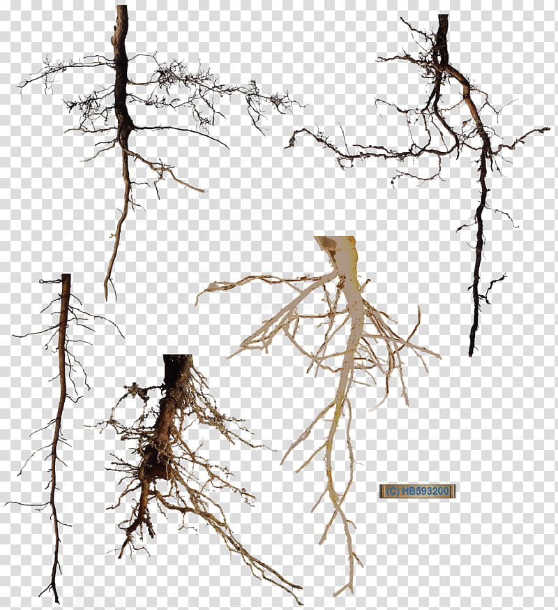 Root , black leafless tree branch transparent background PNG clipart