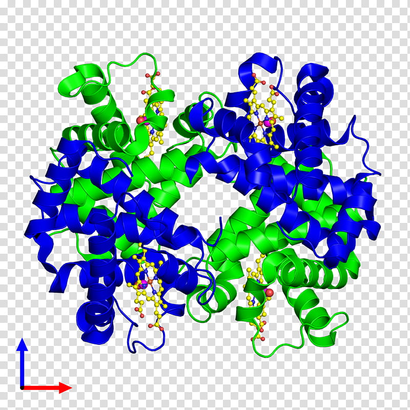 Hemoglobin Alpha 2 Cobalt Blue, Hemoglobin Alpha 1, Gene, Gene Cluster, Protein, Chromosome, Human, Function transparent background PNG clipart