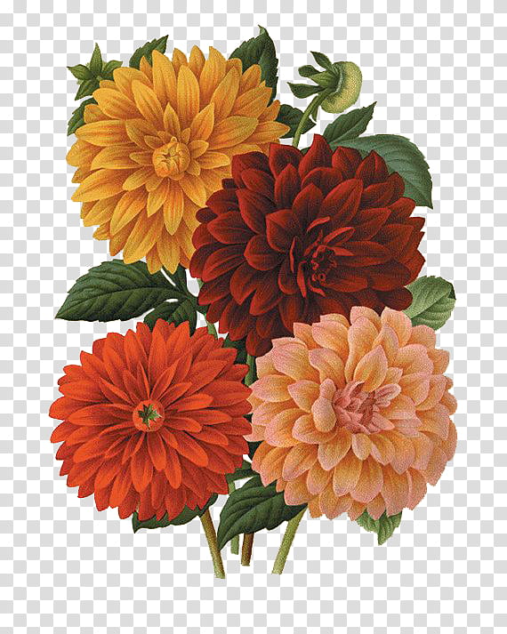 Flower, several assorted-color petaled flowers artwork transparent background PNG clipart