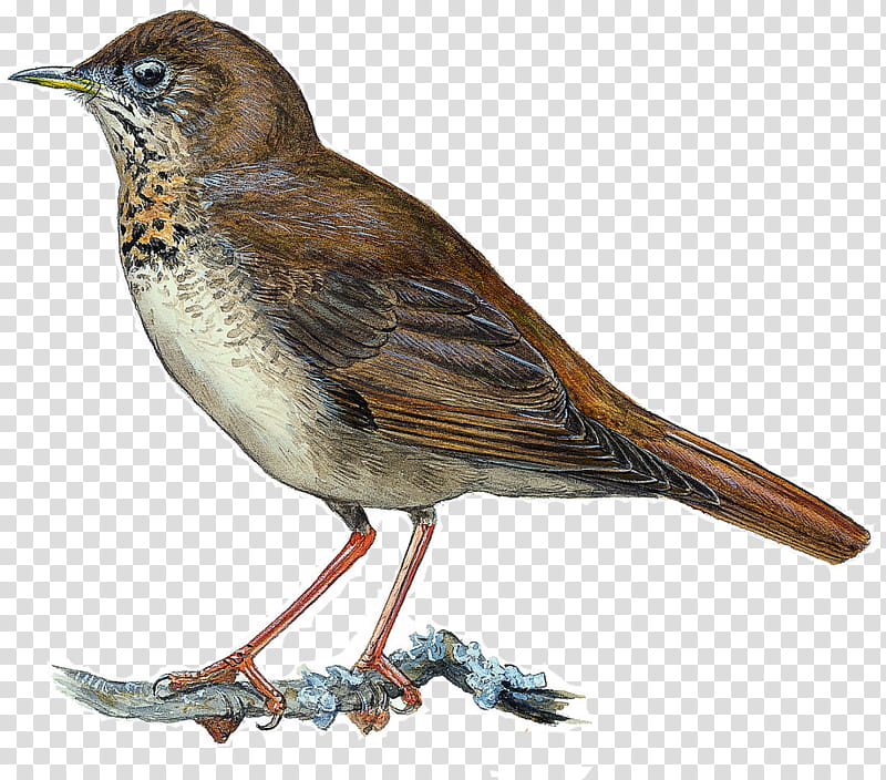 Robin Bird, Common Nightingale, European Robin, House Sparrow, Little Eagle, Bird Migration, American Sparrows, Eurasian Blackcap transparent background PNG clipart