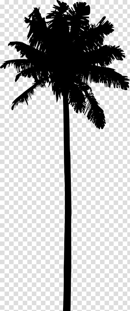 Coconut Tree Drawing, Silhouette, Palm Trees, Black, Arecales, Blackandwhite, Plant, Woody Plant transparent background PNG clipart