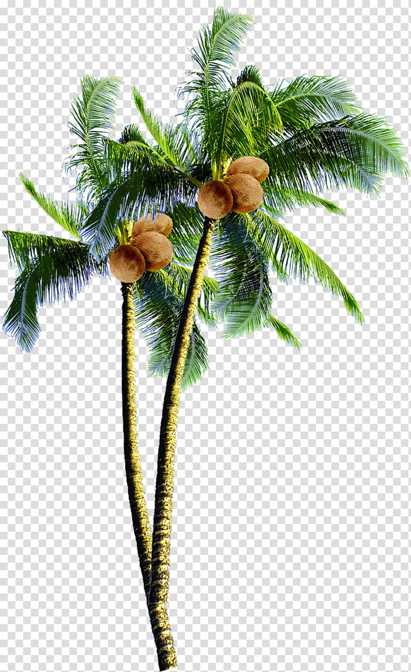 Date Tree Leaf, Coconut, Palm Trees, Nata De Coco, Coconut Jam, Asian ...