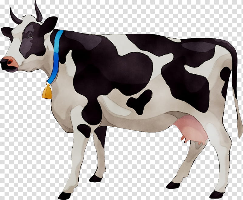 Cow, Cattle, Beef Cattle, Dairy, Dairy Cattle, Udder, Dairy Cow, Bovine transparent background PNG clipart