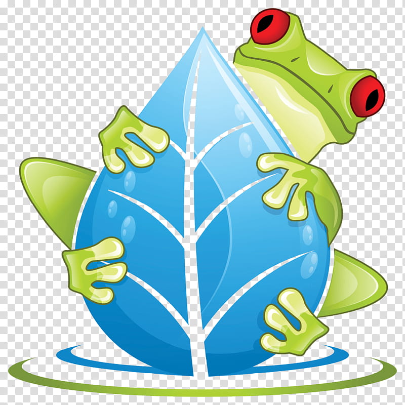 Frog, Tree Frog, True Frog, Swamp transparent background PNG clipart