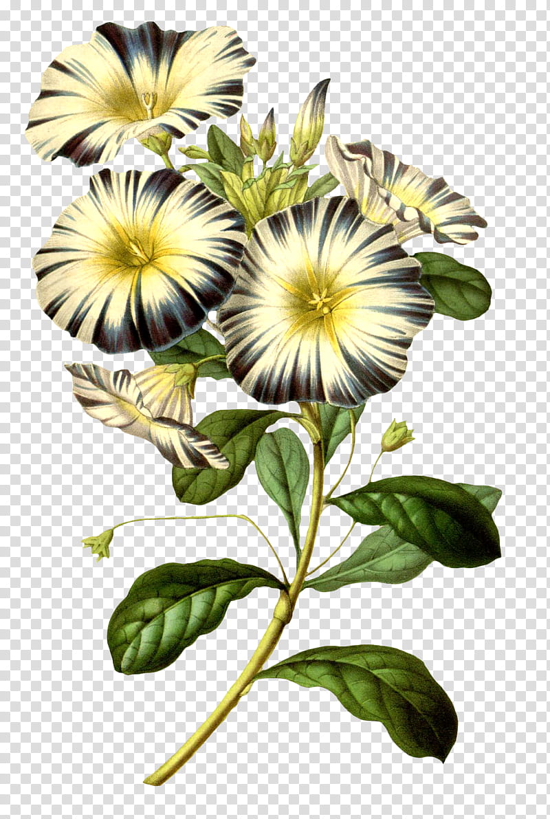 sunflower, Plant, Petal, Petunia, Morning Glory, Annual Plant, Plant Stem transparent background PNG clipart