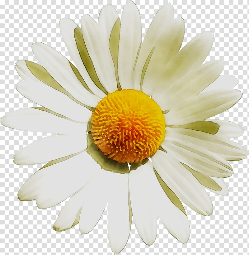 Flowers, Common Daisy, Oxeye Daisy, Shasta Daisy, Chamomile, Leucanthemum, White, Petal transparent background PNG clipart