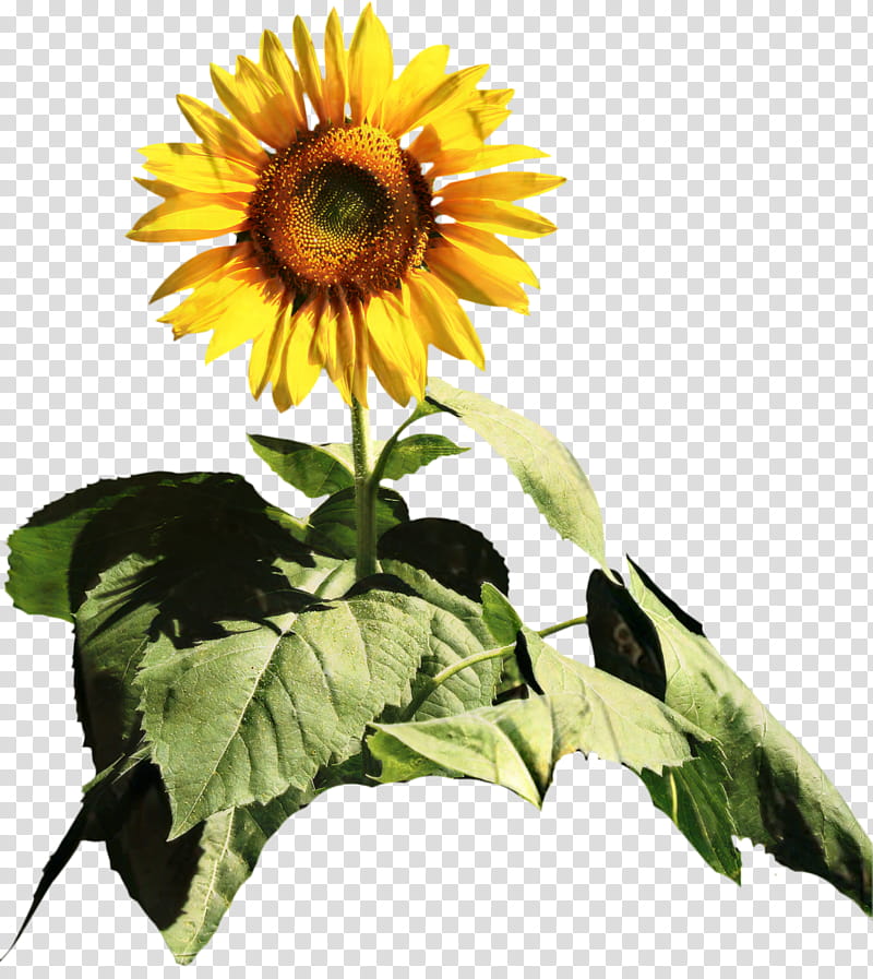Family New Year, Common Sunflower, Cut Flowers, Sunflower Seed, Annual Plant, Plants, Yellow, Petal transparent background PNG clipart