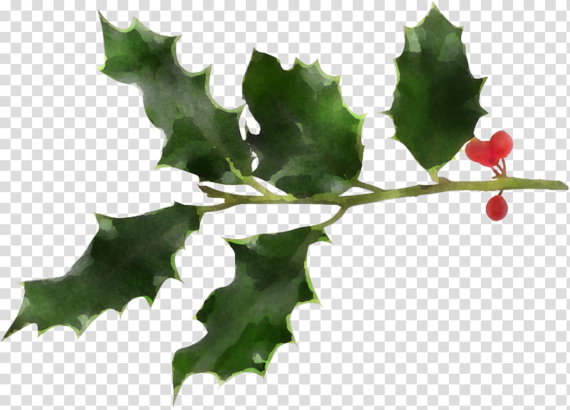 christmas holly Ilex holly, Christmas , American Holly, Leaf, Plant, Flower, Black Oak, Tree transparent background PNG clipart