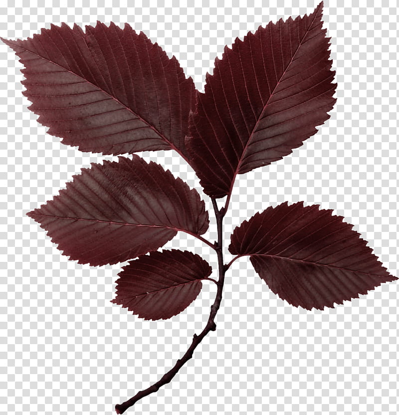 Autumn, brown leaves illustration transparent background PNG clipart