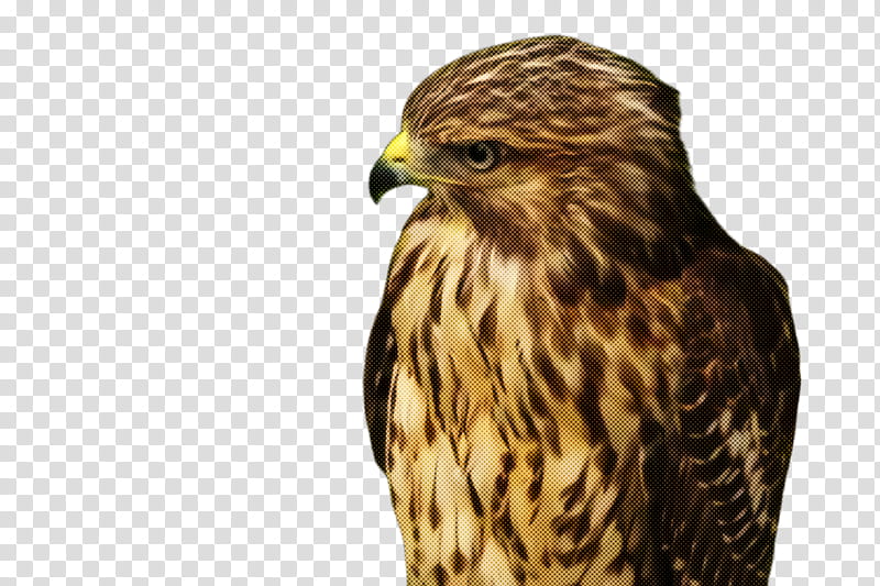 bird bird of prey hawk falcon beak, Accipitridae, Peregrine Falcon, Sharpshinned Hawk transparent background PNG clipart