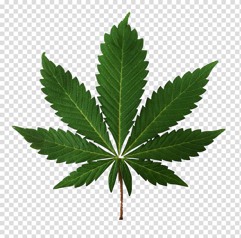 Family Tree, Cannabis, Legality Of Cannabis, Medical Cannabis ...