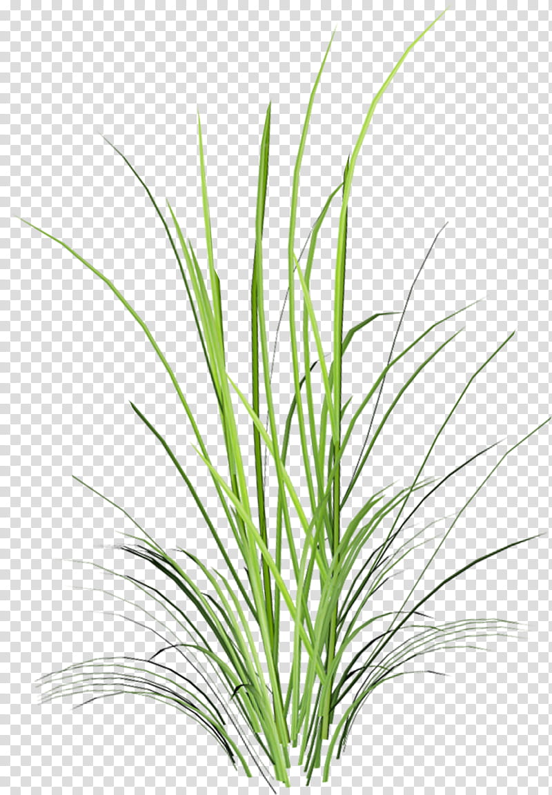 Family Tree, Sweet Grass, Herbaceous Plant, Branch, Leaf, Lawn, Lemongrass, Meadow transparent background PNG clipart
