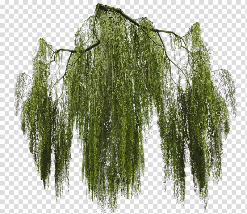 Weeping willow branch cut out, green leaves transparent background PNG clipart