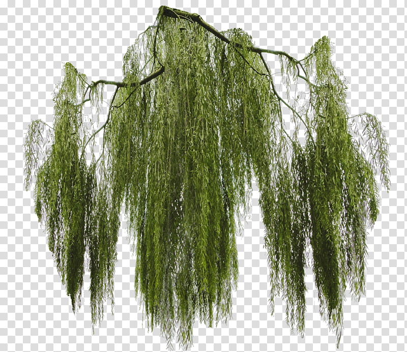 Weeping willow branch cut out, green leaves transparent background PNG