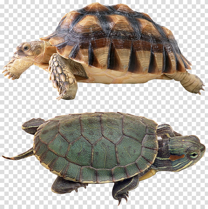 Turtle, two green and brown turtles transparent background PNG clipart