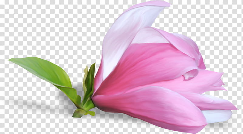 Beautiful flower on a background, pink-petaled flwer transparent background PNG clipart