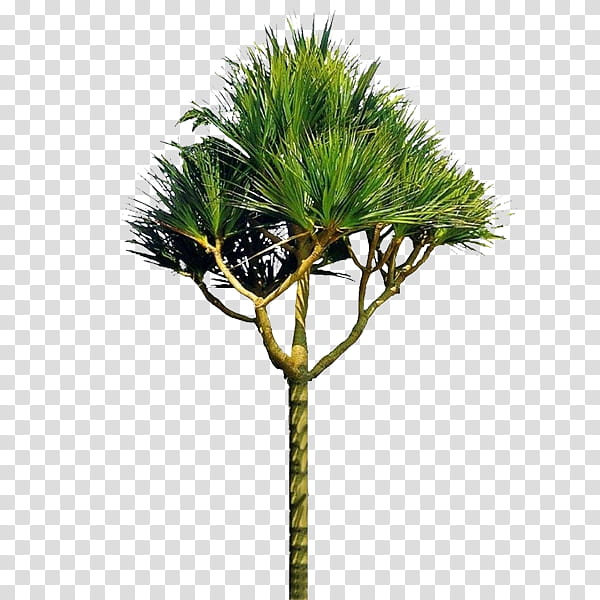Coconut Tree, Shrub, Macrophanerophytes, Trees Shrubs, Garden, Penjing, Plants, Borassus Flabellifer transparent background PNG clipart