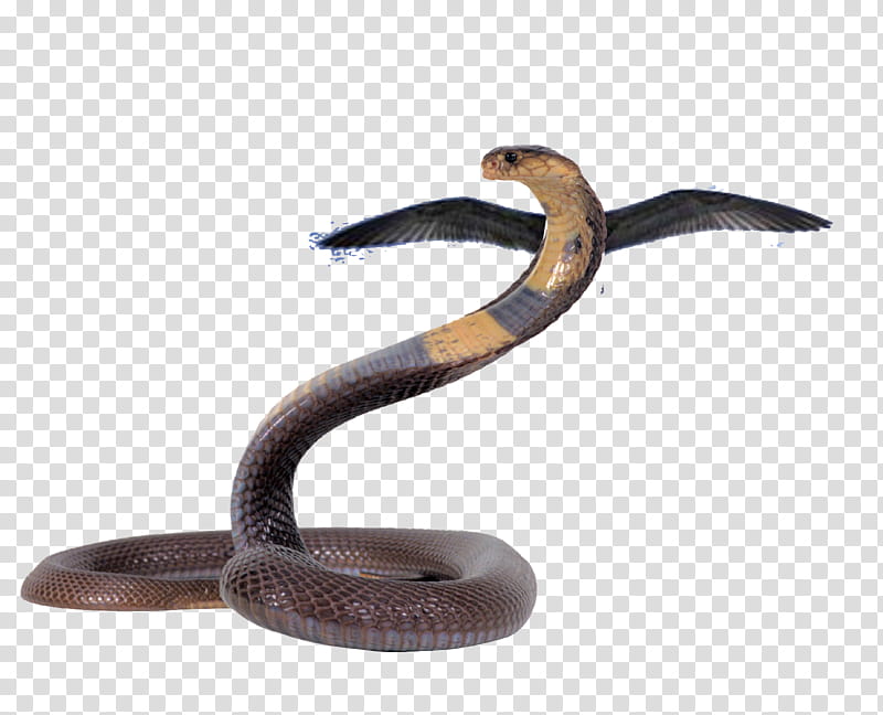 Snake, Snakes, Reptile, King Cobra, Venomous Snake, Indian Cobra, Animal, Anaconda transparent background PNG clipart