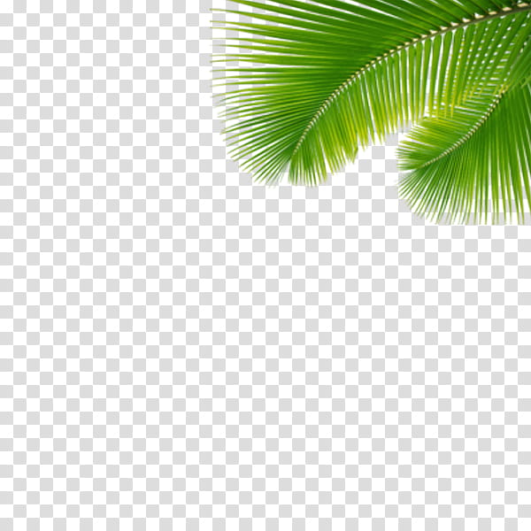 Tropical, green palm tree leaves transparent background PNG clipart