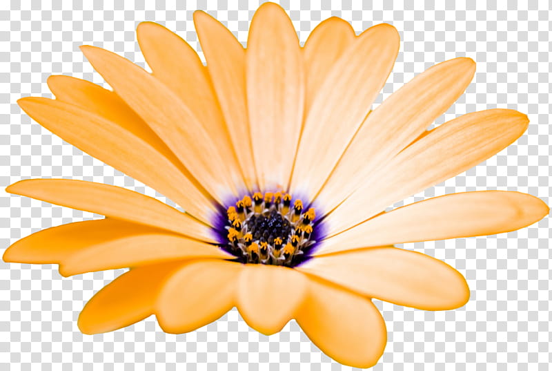 Various Flowers, yellow petaled flower in bloom transparent background PNG clipart