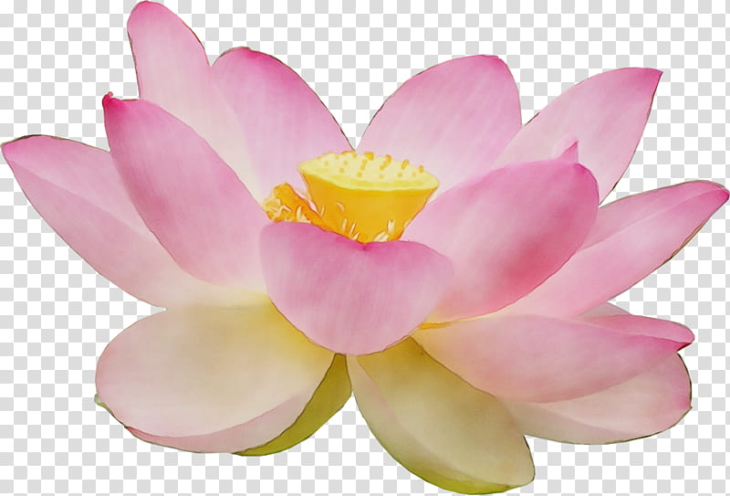 Lotus, Watercolor, Paint, Wet Ink, Lotus Family, Petal, Sacred Lotus, Flower transparent background PNG clipart